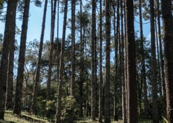 Gestão ativa da Floresta Portuguesa pode ter impacto enorme na economia nacional