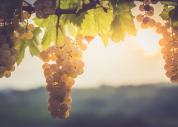 #AdPVALOR: Parcerias para a gestão sustentável da água