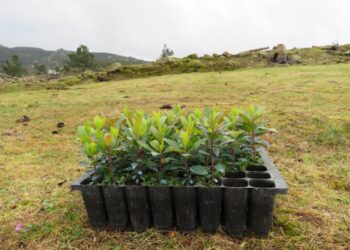Duas mil árvores plantadas em zona de Seia afetada pelos incêndios