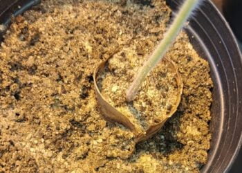 Universidade de Coimbra desenvolve saco biodegradável que protege plantas de nemátodes