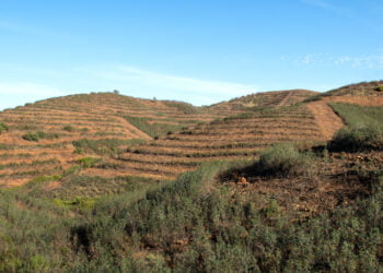 Plantar Água 2023 continua atividade na Serra do Caldeirão