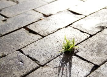 Coligação C6 define prioridades para combater emergência climática