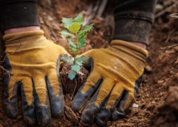 Navigator avança com requalificação florestal em Idanha-a-Nova