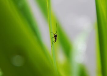 Alterações climáticas estão a tornar as pragas “ainda mais destrutivas”