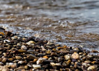ANPlWWF lança petição para remover mais barreiras fluviais