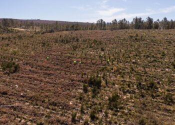 Projeto de I&D florestal da Sonae Arauco apresenta “resultados promissores” em Portugal