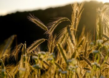 “O PRR é parco no que respeita ao setor agrícola”, diz documento estratégico apresentado pela CAP
