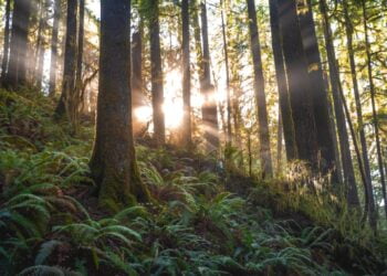 Portugal com forte adesão das regiões à missão do clima da União Europeia