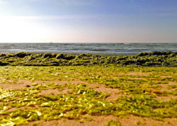 Projeto que observa algas nas praias portuguesas já começa a obter resultados