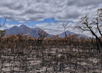 Portugal foi o terceiro país europeu mais afetado pelos incêndios florestais em 2022