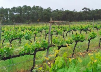 NEP ou Como produzir alimentos com baixa pegada de azoto em prol do ambiente