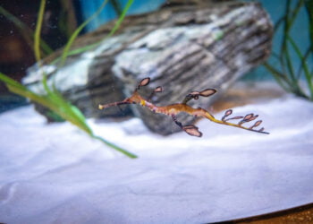 Dragões-marinhos já chegaram ao SEA LIFE no Porto