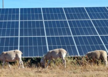 Cerca de 300 ovelhas usam os parques fotovoltaicos da Iberdrola para “pasto solar