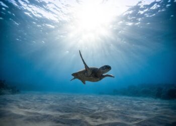 8 de junho é Dia Mundial dos Oceanos e MARE apela à redução de plástico no mar