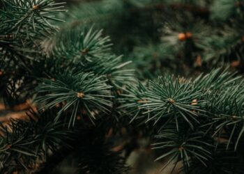 Estão em execução 18 projetos de desenvolvimento em pinheiro-bravo