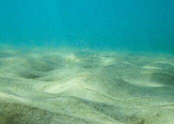 UNESCO: “São dias cruciais para defender a biodiversidade do oceano”