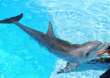 Novo sistema de reciclagem e reutilização vai permitir ao Zoomarine poupança anuais de milhares de litros de água