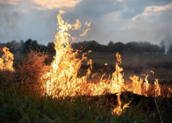 #Incêndios: “é urgente introduzir gestão nas nossas áreas florestais”
