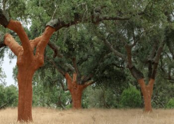 APCOR pede reflexão ao Governo sobre o abate de sobreiros para construção do Parque Eólico de Morgavel