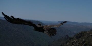 Ave ameaçada de extinção é devolvida à natureza em Freixo de Espada à Cinta