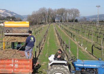 Biomassa-AP: O potencial do recurso com estratégica de crescimento e desenvolvimento sustentável