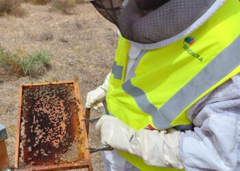 Iberdrola inicia atividade apícola nas centrais fotovoltaicas