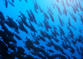 Aquecimento dos mares no Atlântico Nordeste já prejudica populações de peixes