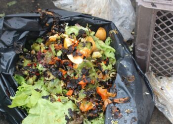 Sintra ajuda a combater o desperdício alimentar nos refeitórios escolares