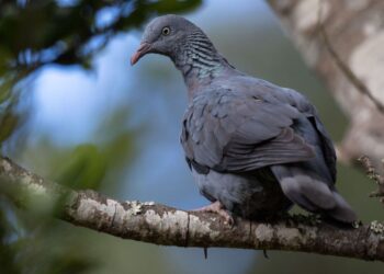 ONGs contestam abate de pombo-da-madeira à Comissão Europeia