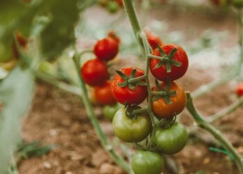 Sintra cria horta solidária na Quinta das Nogueiras