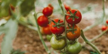 Sintra cria horta solidária na Quinta das Nogueiras