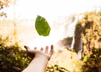 Agroinsider: Capital Natural e o Mercado de Carbono