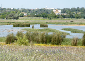 Supremo Tribunal Administrativo decide a favor de empreendimento turístico na Lagoa dos Salgados por falha de prazo legal da CCDR – Algarve