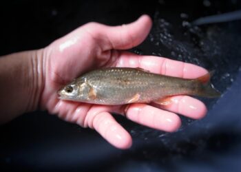 Peixe que estava em vias de extinção no rio Mira pode já não existir