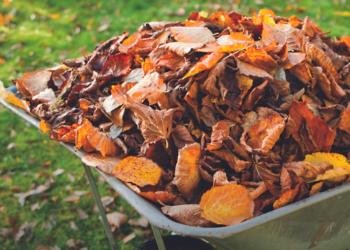 Gondomar alarga recolha de resíduos verdes a novas zonas