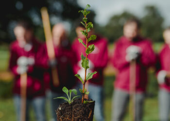 Voluntários da Corticeira Amorim plantam 2.500 sobreiros em Castelo Branco