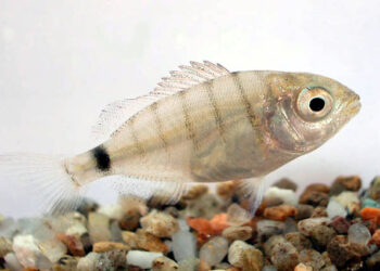 Sargos bebés são capazes de se adaptar às alterações climáticas