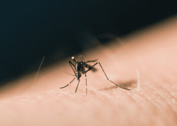 Alterações climáticas trazem para Portugal insetos transmissores de doenças