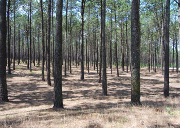 ZERO sugere uma “Green Friday” com ação de plantação na Mata Nacional de Leiria