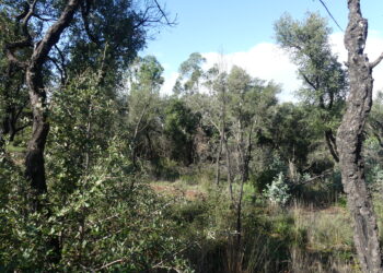 Serviços de dispersão de sementes na recuperação de florestas ardidas podem custar mais de 23 milhões de euros por ano