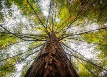 Apenas um habitat florestal em Portugal está em bom estado de conservação