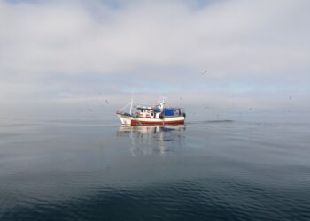 9 milhões de euros para reduzir captura acidental de megafauna marinha