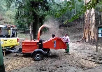 ICNF e Sapadores Florestais limparam a Mata Nacional de Vale de Canas