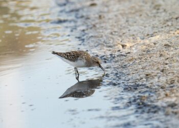 Uma em cada três aves portuguesas está ameaçada de extinção
