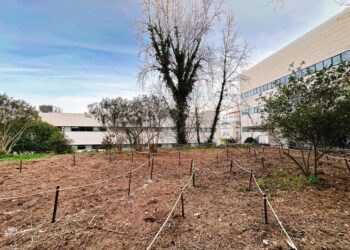 ISEG planta mini-floresta no campus