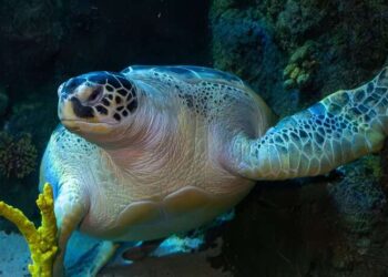 SEA LIFE Porto desafia visitantes a “salvar” as tartarugas marinhas