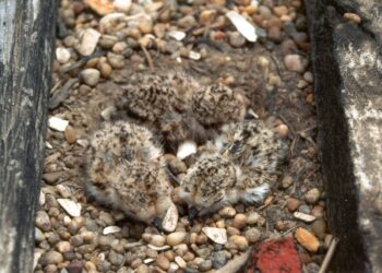 Projeto faz monitorização do Borrelho-de-coleira-interrompida para conservação e gestão de praias e zonas húmidas