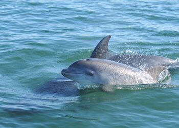 Crias de roazes nascidos em 2023 no Sado já têm nome