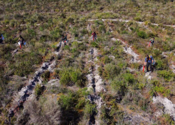 GEOTA plantou um milhão de árvores autóctones