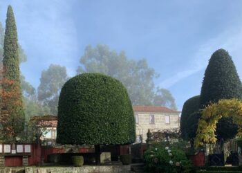 Aberta a votação europeia para a árvore do ano e Portugal concorre com uma Camélia